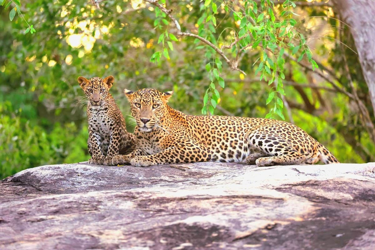 Chanaka Yala Safari, Sri Lanka