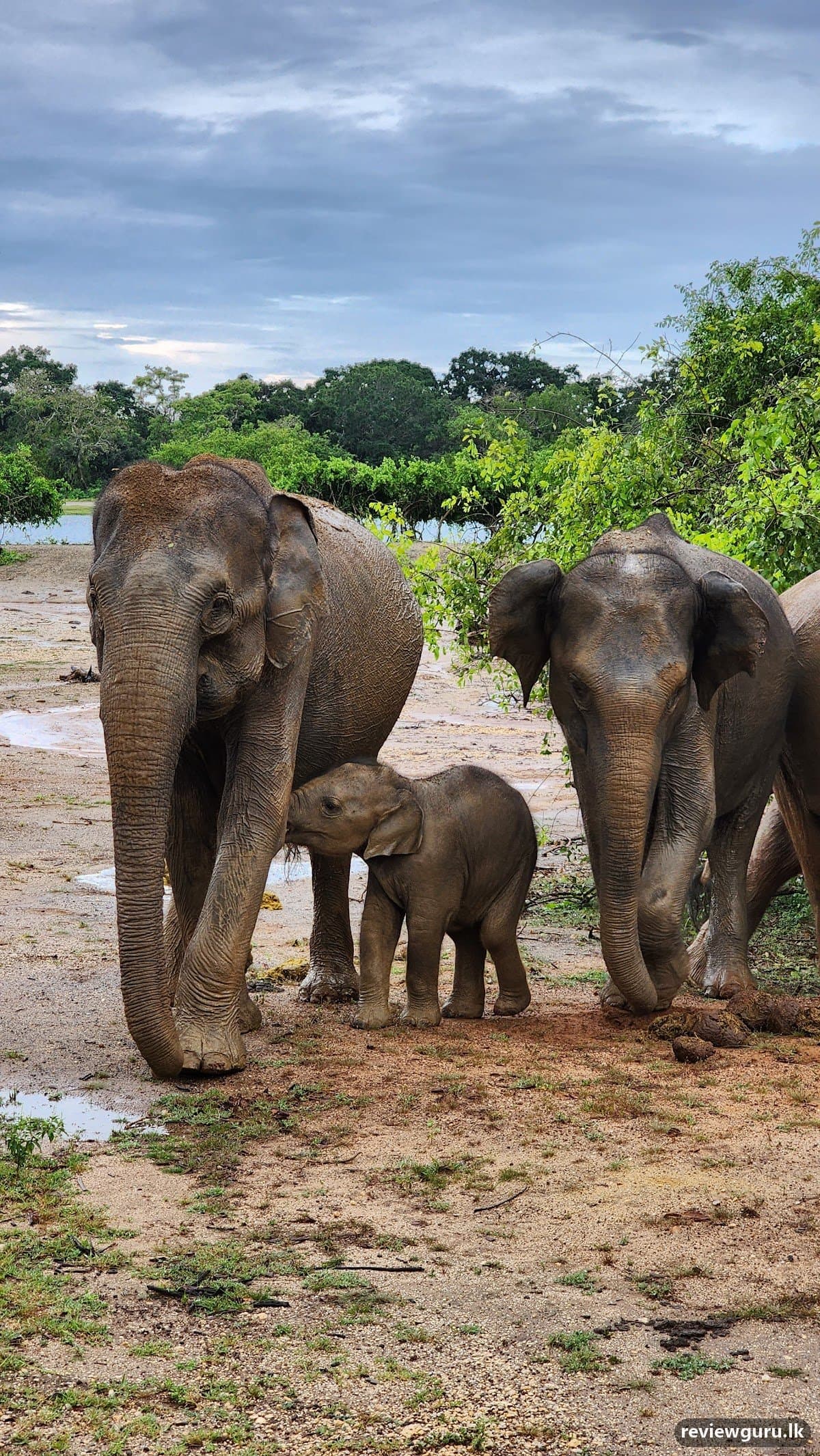 Yala National Park Safari
