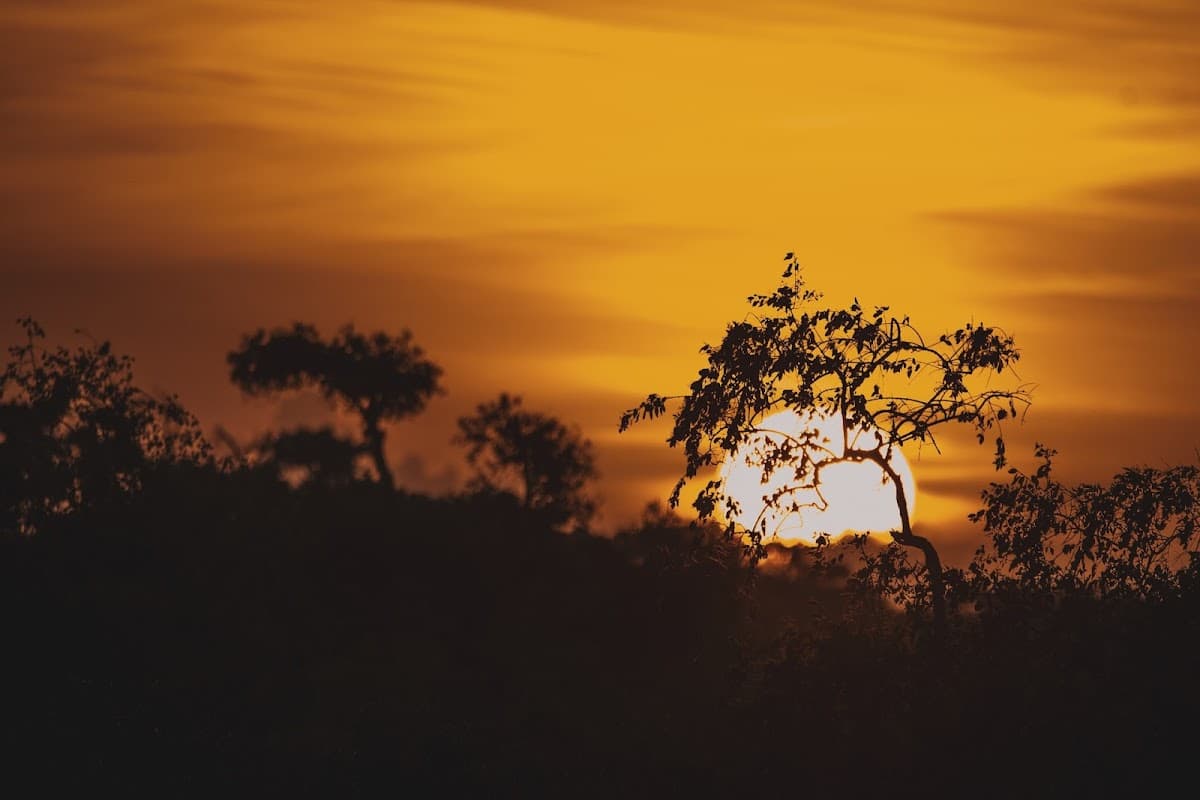 Yala National Park Safari