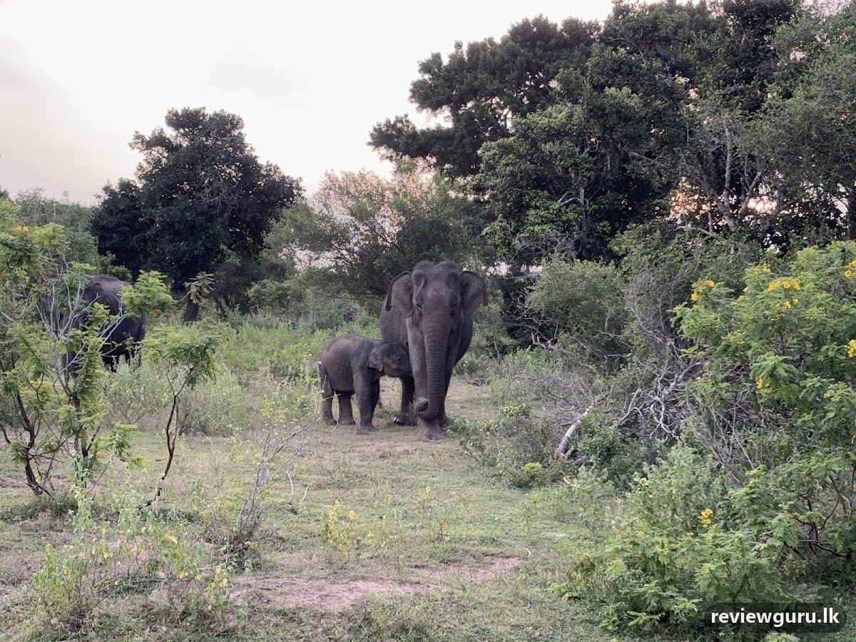 Yala One Safari