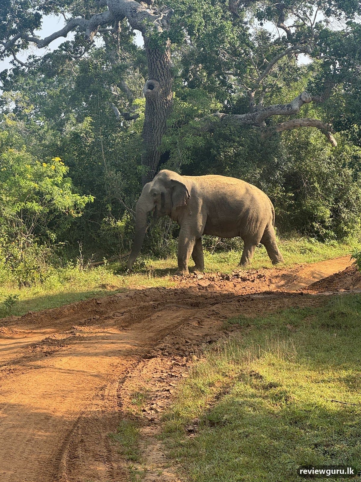 Yala Wildlife Safari