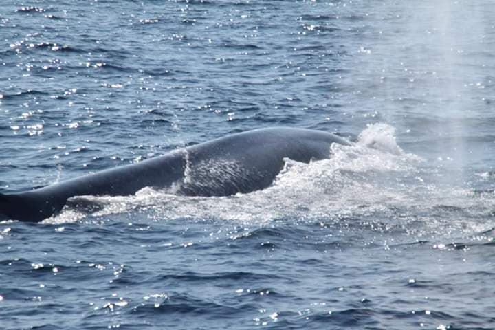 Mirissa happy whale watching Sri Lanka