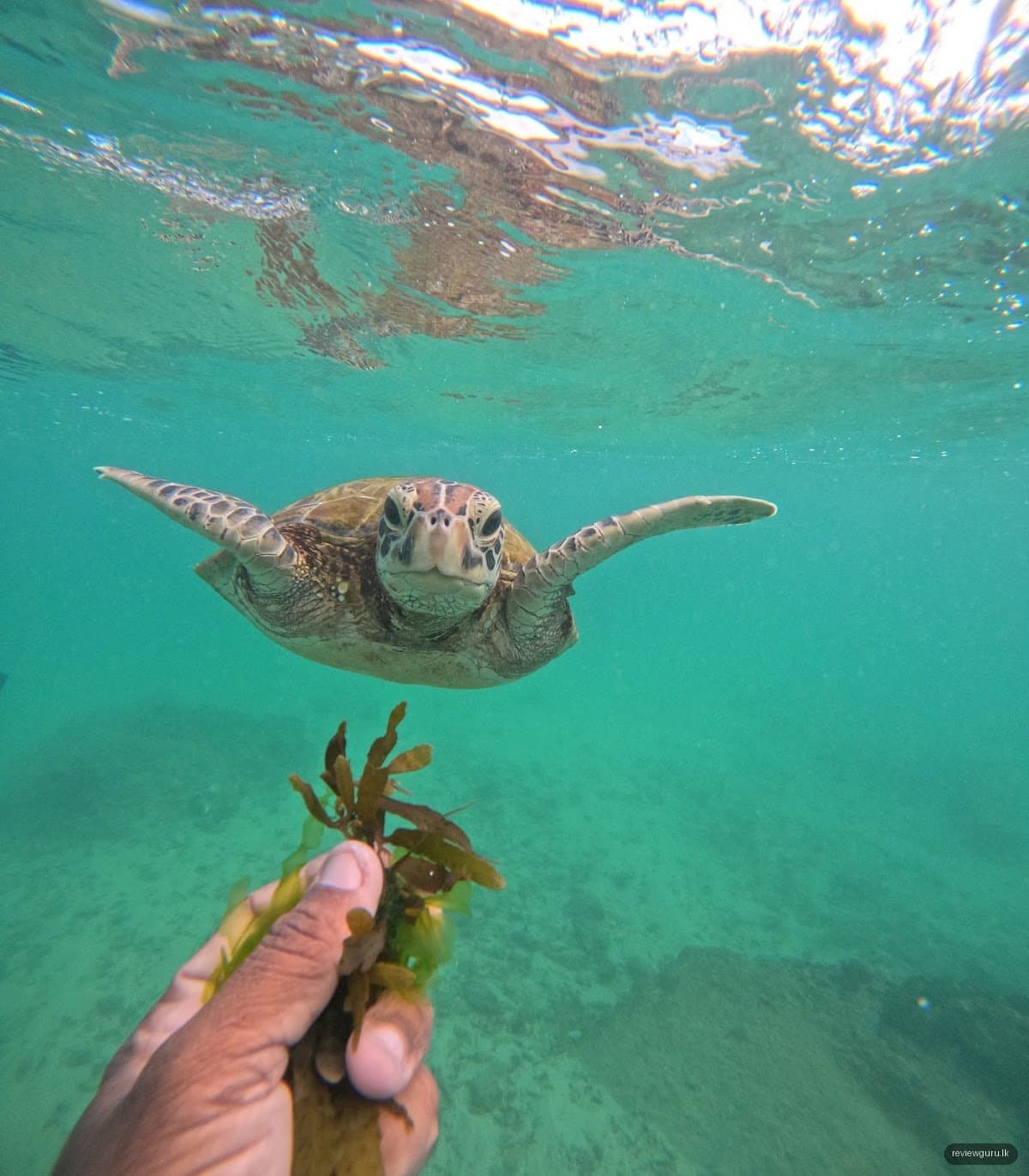 Mirissa Turtle Snorkeling Tours