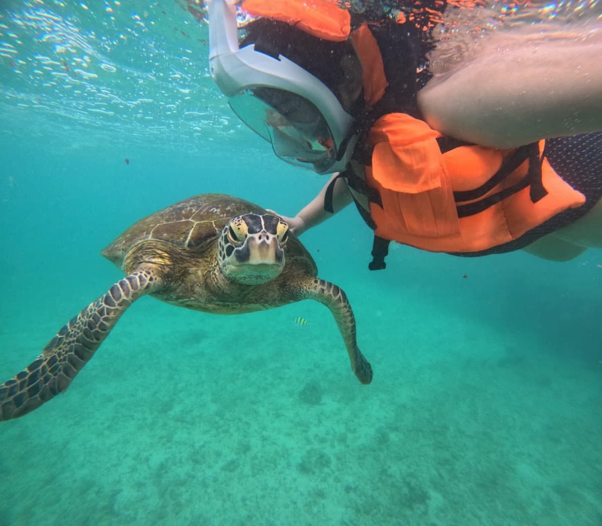 Mirissa Whale Snorkeling And Diving Tours