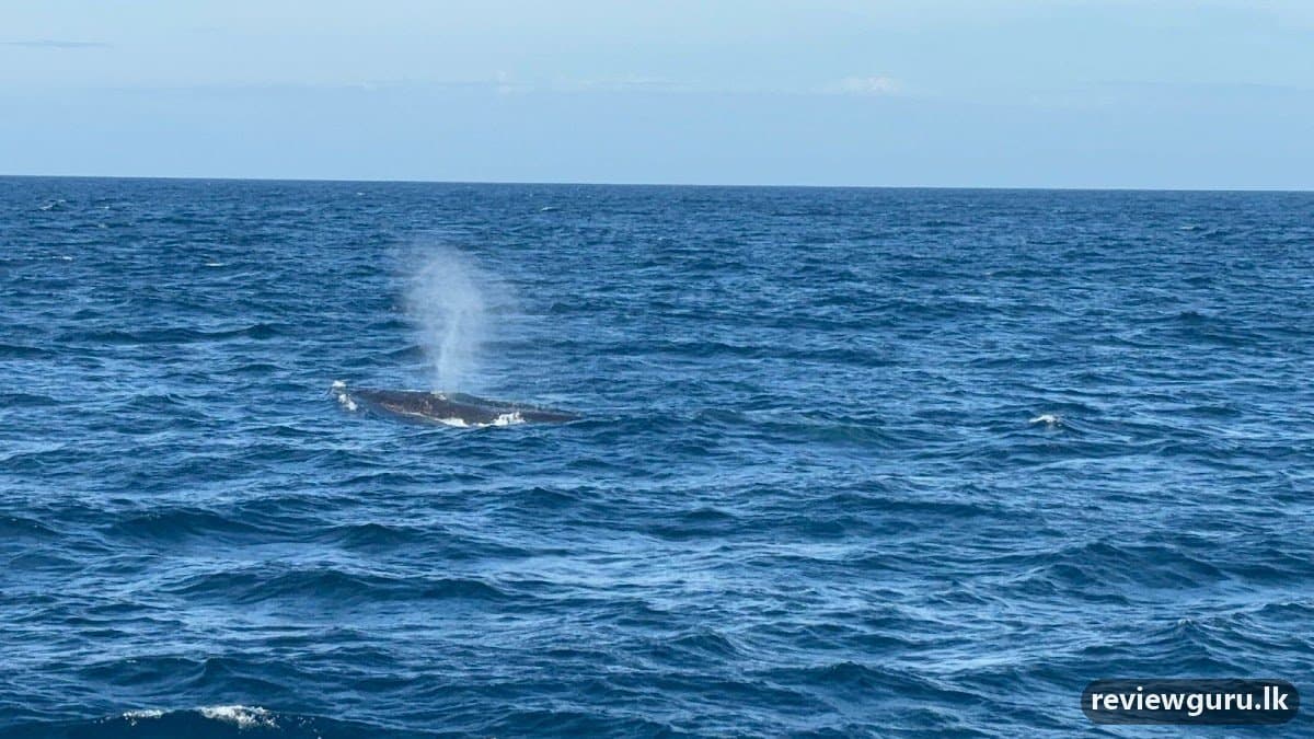 Mirissa Whale Watching With Kasun