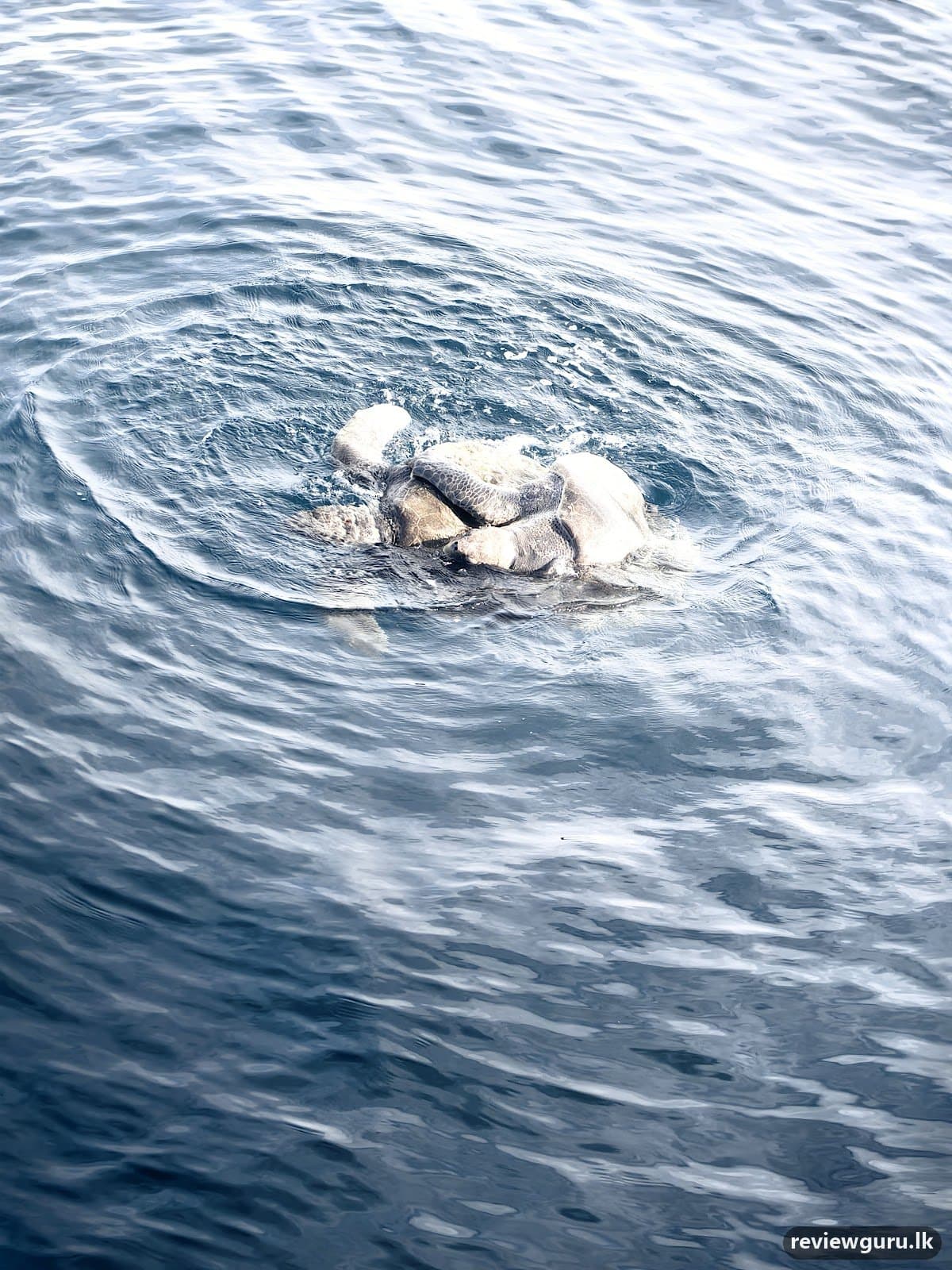 Whale watching Mirissa with Geeth