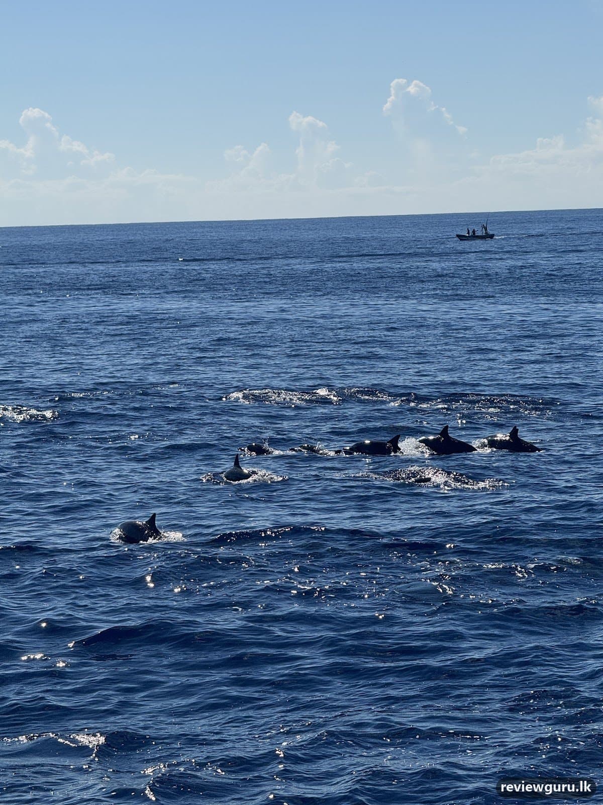 Whale Watching Sayuri mirissa