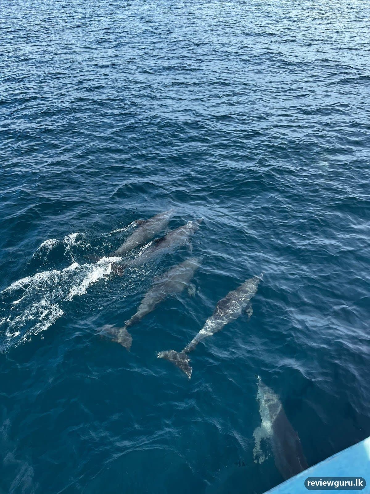 Whale Watching with Ocean Explorers