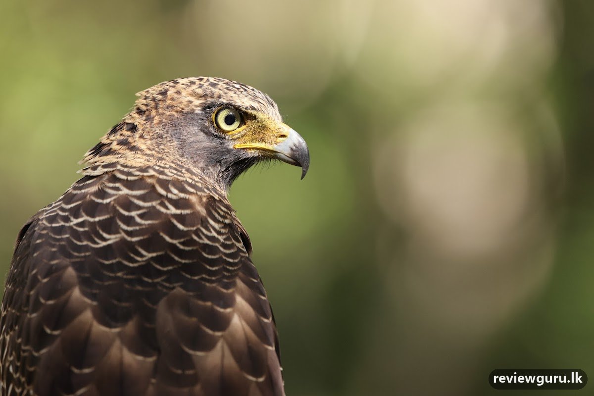 Best of Lanka (Pvt) Ltd