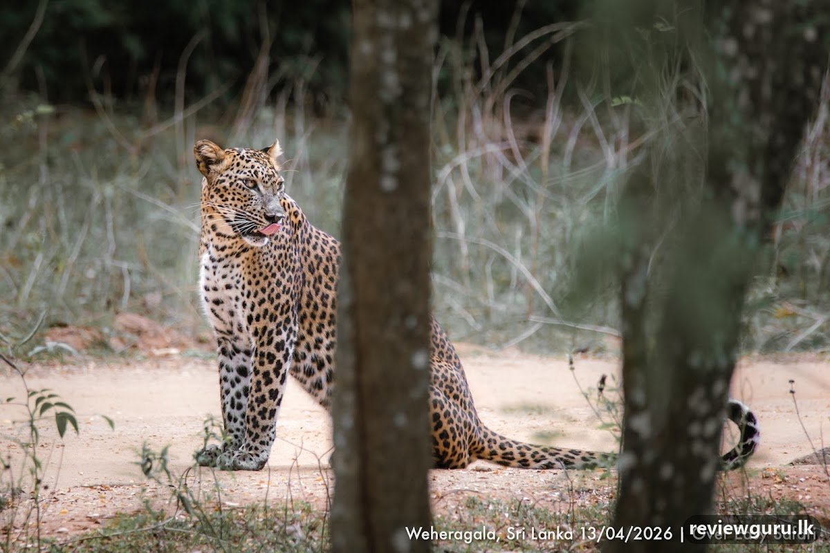 Majestic Yala Safari
