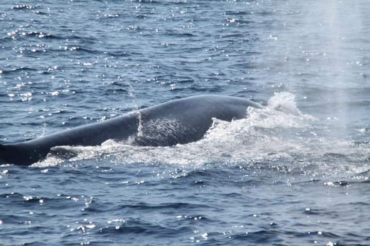 Mirissa happy whale watching Sri Lanka