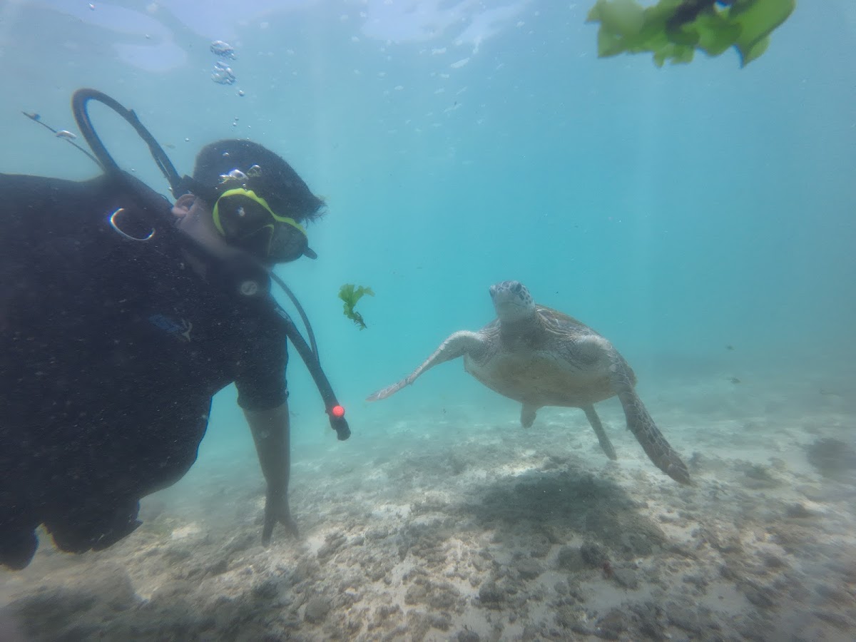 Mirissa Snorkeling Tours