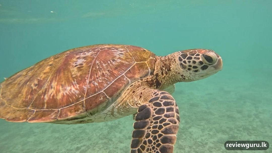 Mirissa Turtle & Whale Snorkeling Hub