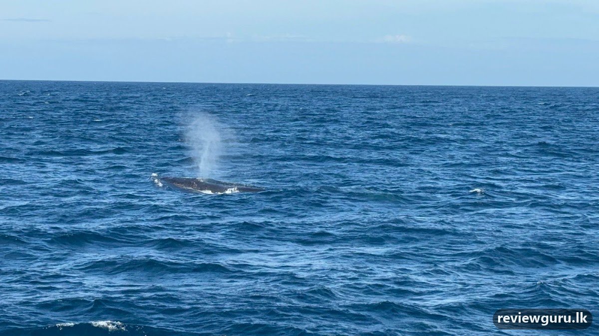 Mirissa Whale Watching With Kasun