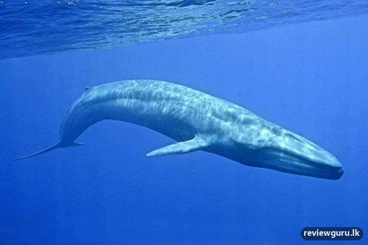 Mirissa Whales Watching Tours