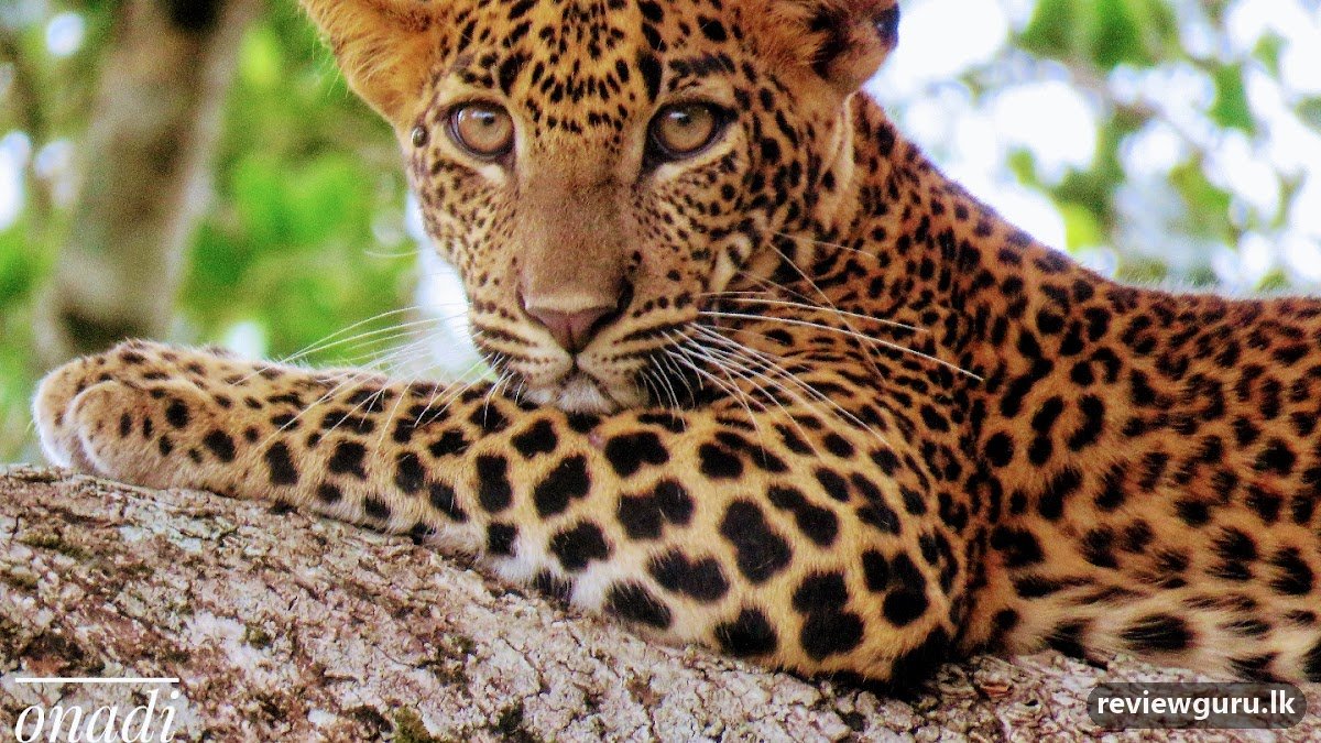 Onadi Yala Safari