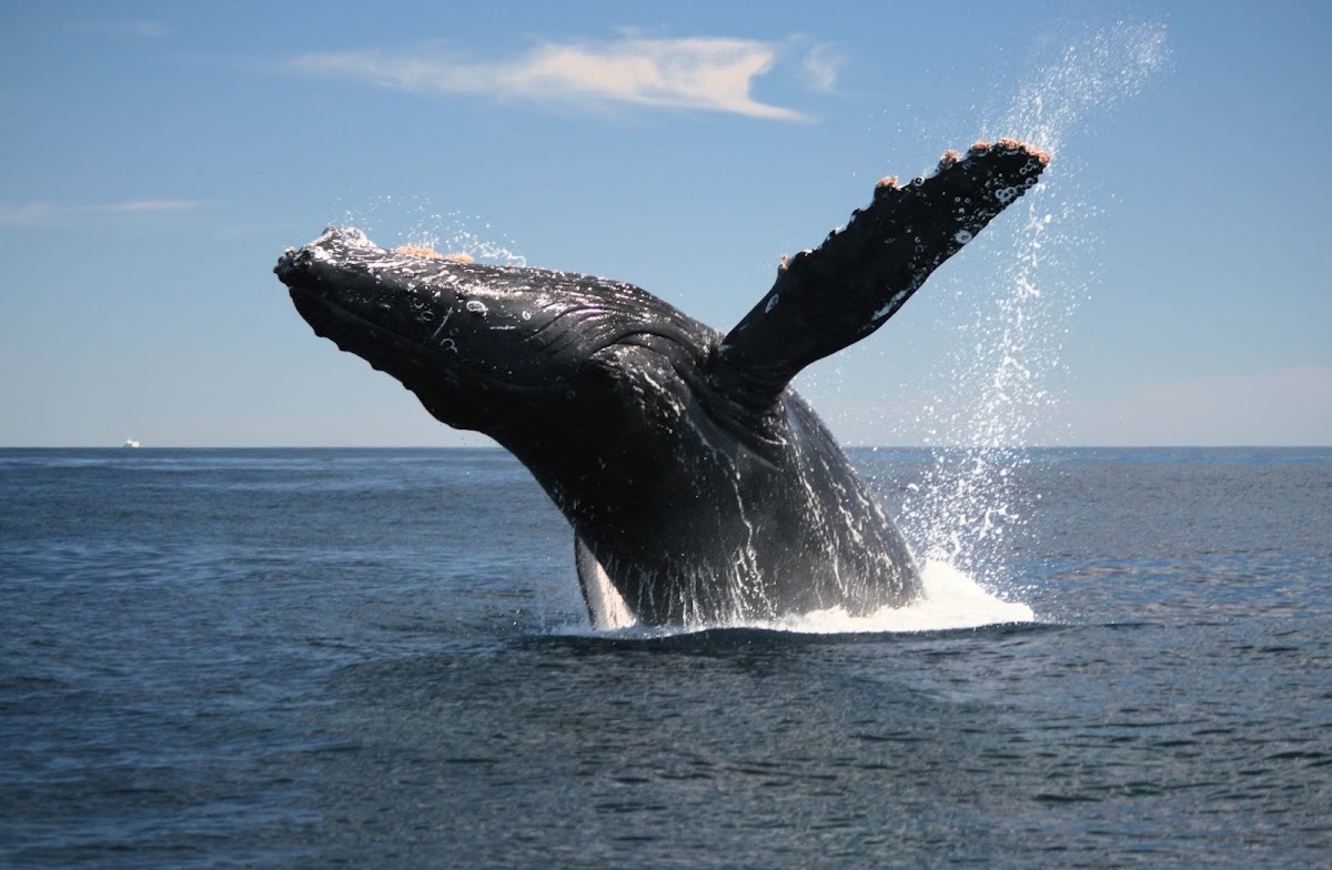 Whale Watching Mirissa island breeze