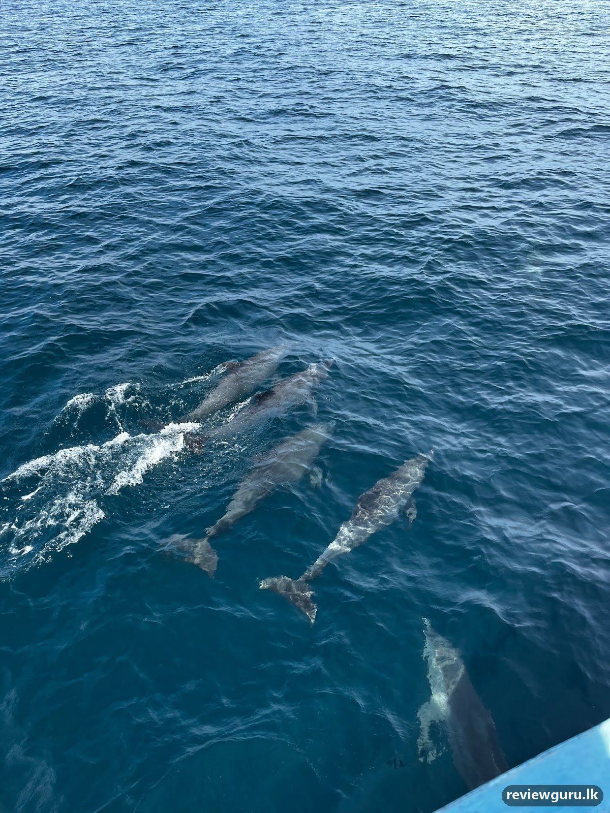 Whale Watching with Ocean Explorers