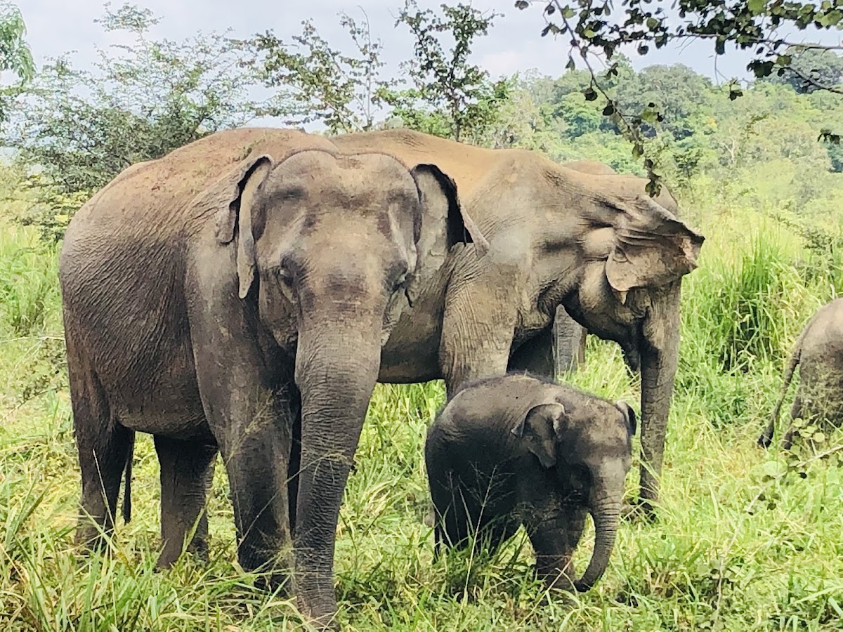 Why Not Sri Lanka - Sri Lanka Tour Packages