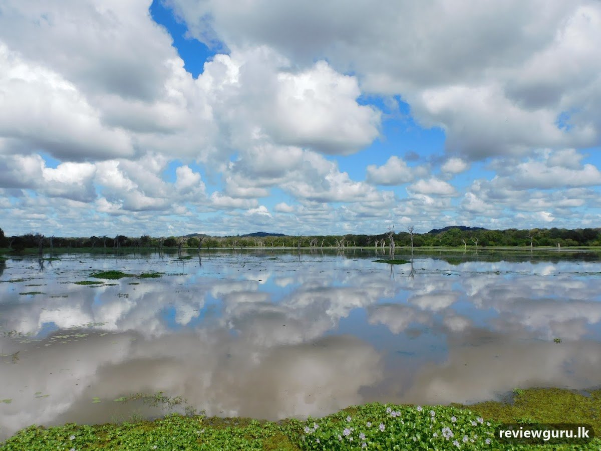 Yala Dreams Wild Safari Tours Sri Lanka - Yala National Park Safari , Bundala Safari & Udawalawe safari