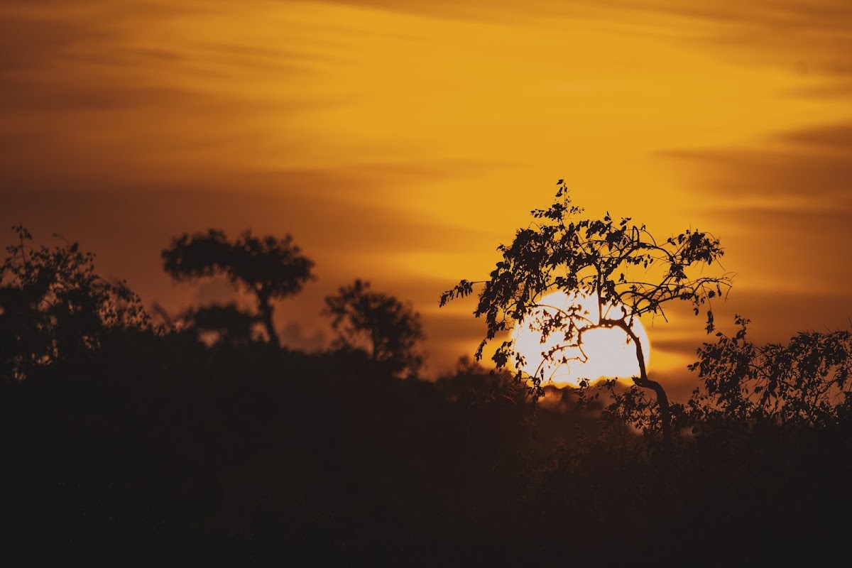 Yala National Park Safari