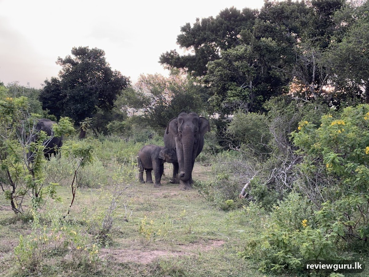 Yala One Safari