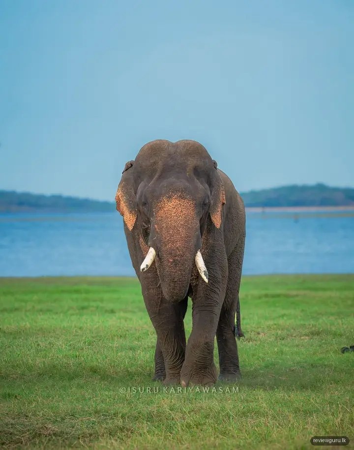 Yala Safari - Ceylon Wild
