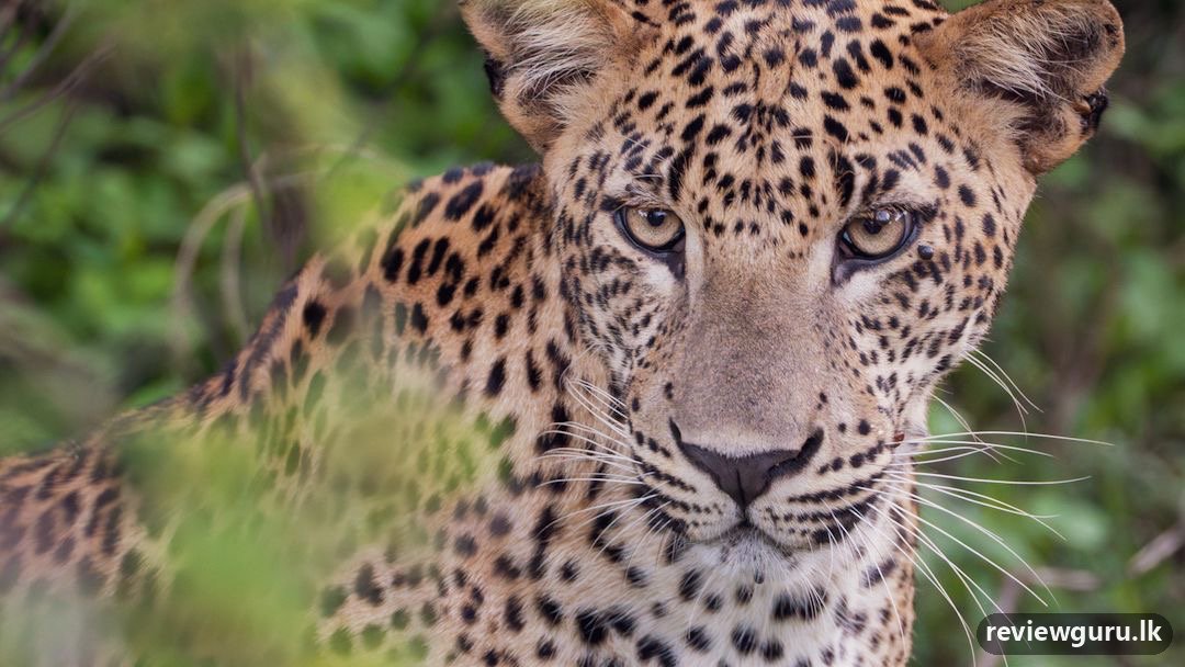 Yala Safari Experience with sajee