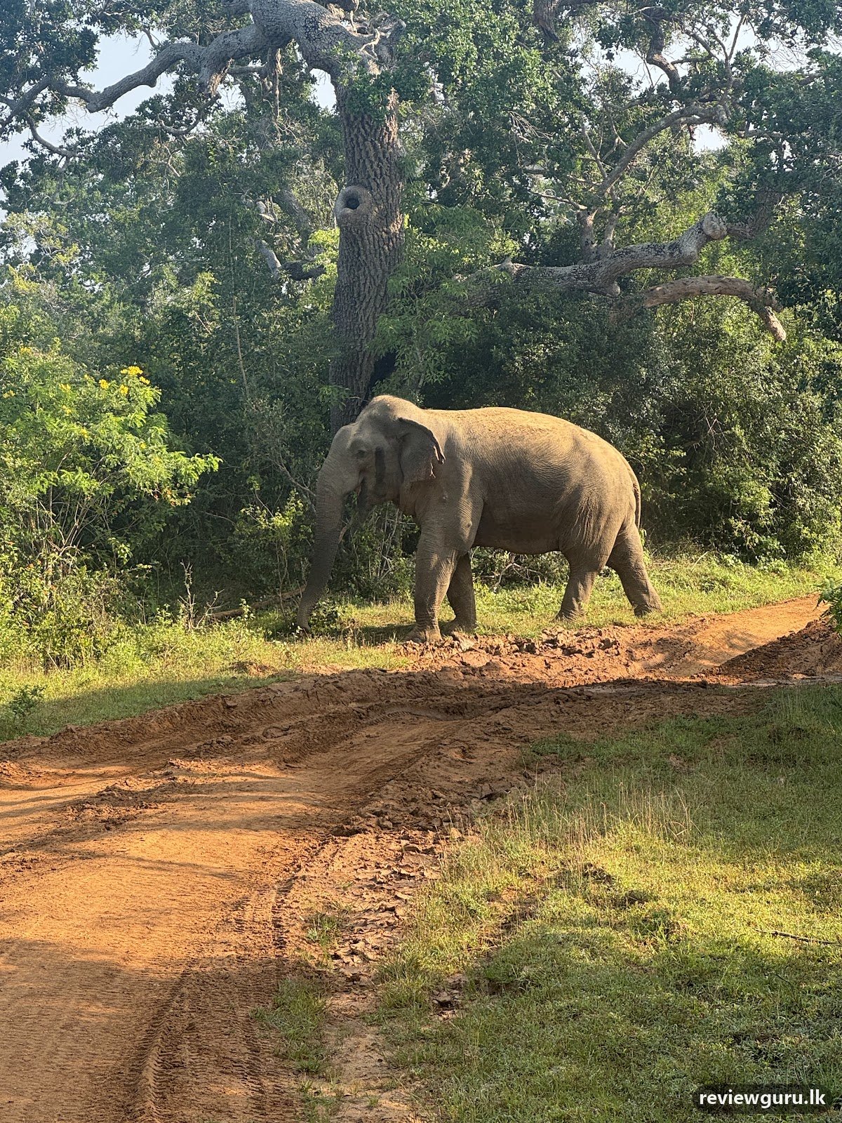 Yala Wildlife Safari